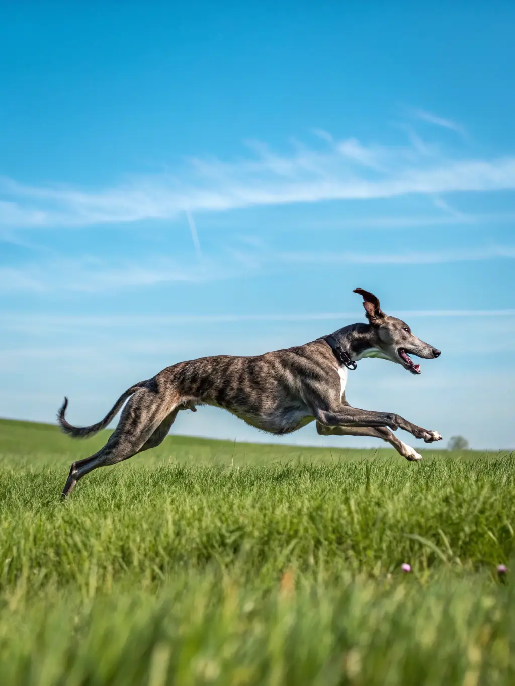 A photograph capturing a pack demonstration event organized by LA MEUTE SIANNE ALAGNON, showcasing the hounds in action with their handlers in a controlled environment.